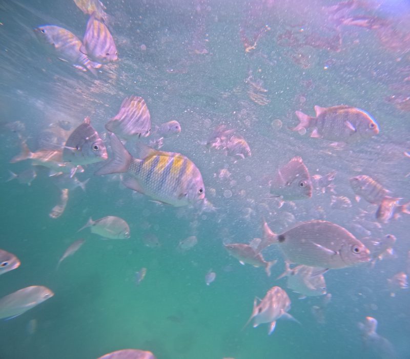 Excursiones y Paseos en Ilha Grande